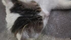 猫可以吃酥瓜,酥瓜成为猫咪新宠