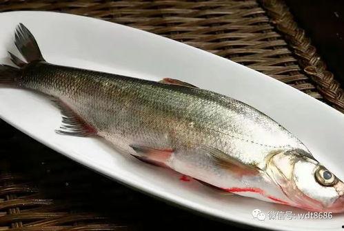 吃八瓜鱼爆笑,爆笑吃鱼记