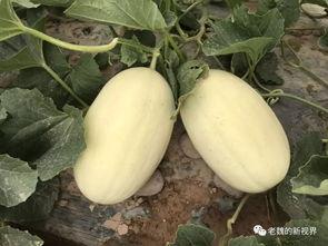 魏师傅吃瓜,揭秘娱乐圈幕后故事