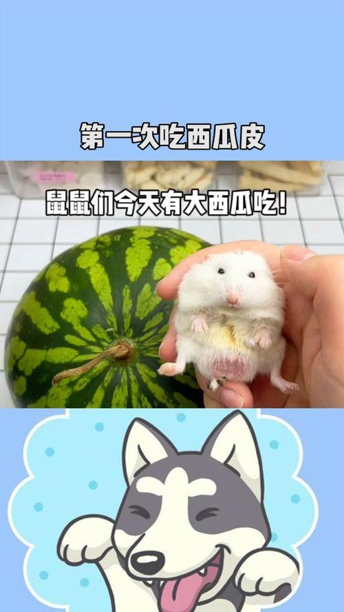鼠吃瓜吗,揭秘鼠类对瓜果的喜爱之谜