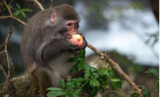 猴子偷瓜吃,一场森林里的欢乐盛宴