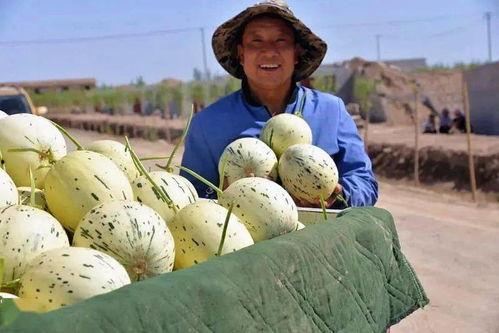 大衣哥瓜州吃瓜,一场意外的乡村美食之旅