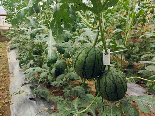 网上哪里吃瓜最快,揭秘热门事件实时追踪秘籍