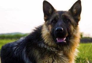 养小狼狗吃瓜,从吃瓜到忠诚伙伴的蜕变之旅