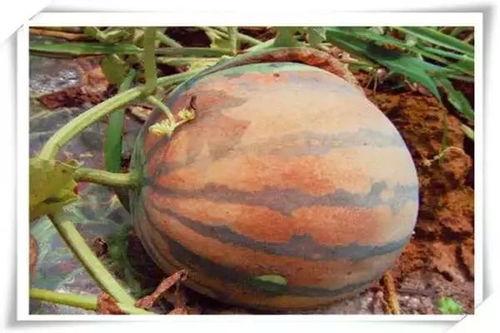 吃瓜不瓜甜,揭秘“吃瓜不瓜甜”背后的甜蜜秘密