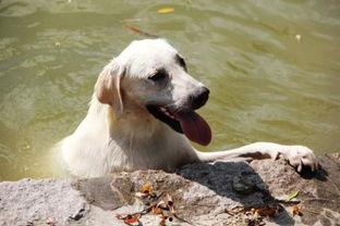 狗吃绿哈密瓜,揭秘狗吃绿哈密瓜的奇妙之旅