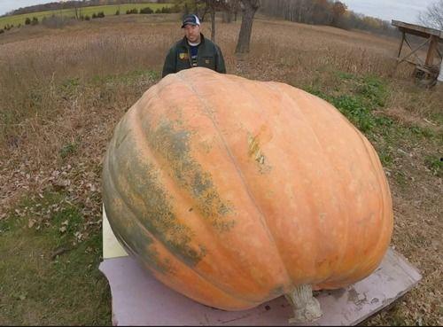 吃瓜要吐,揭秘网络舆论背后的真相