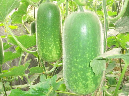 巨宝吃瓜,揭秘娱乐圈幕后故事