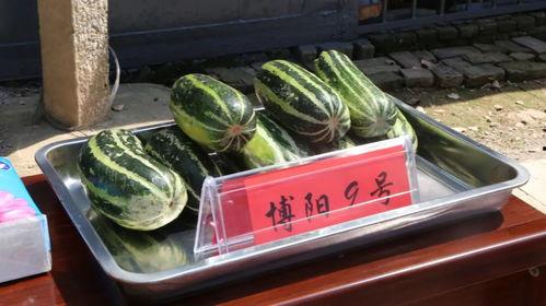 亿洲城吃瓜,揭秘背后惊人内幕