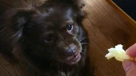 狗子吃瓜被打晕,引发宠物饮食安全思考