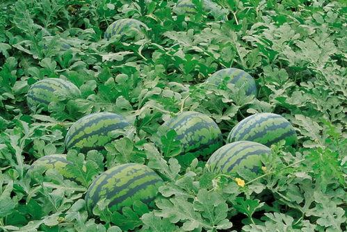 兴安盟吃瓜号,揭秘当地美食与趣闻