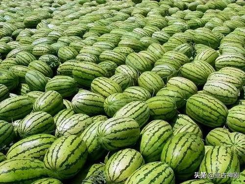 多角度鉴赏《瓜瓜吃瓜》,多角度解读幽默与讽刺的喜剧佳作