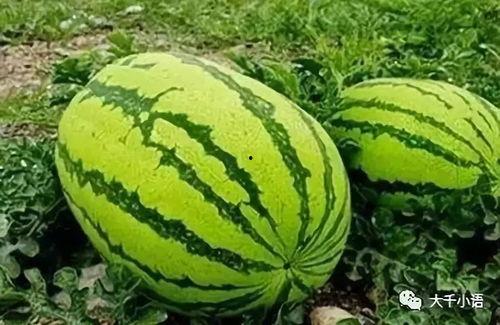 瓜洲在哪里吃瓜,一场与瓜的邂逅之旅