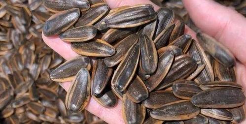 吃瓜应该吐几个瓜子,揭秘瓜子吐出数量的奥秘