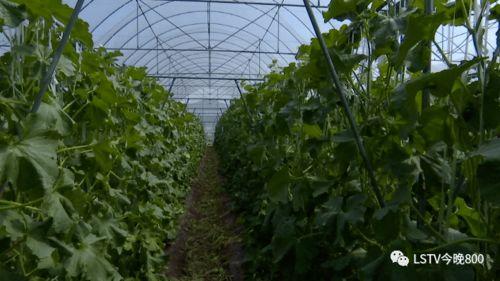 西昌最新吃瓜,揭秘幕后真相，网友热议不断